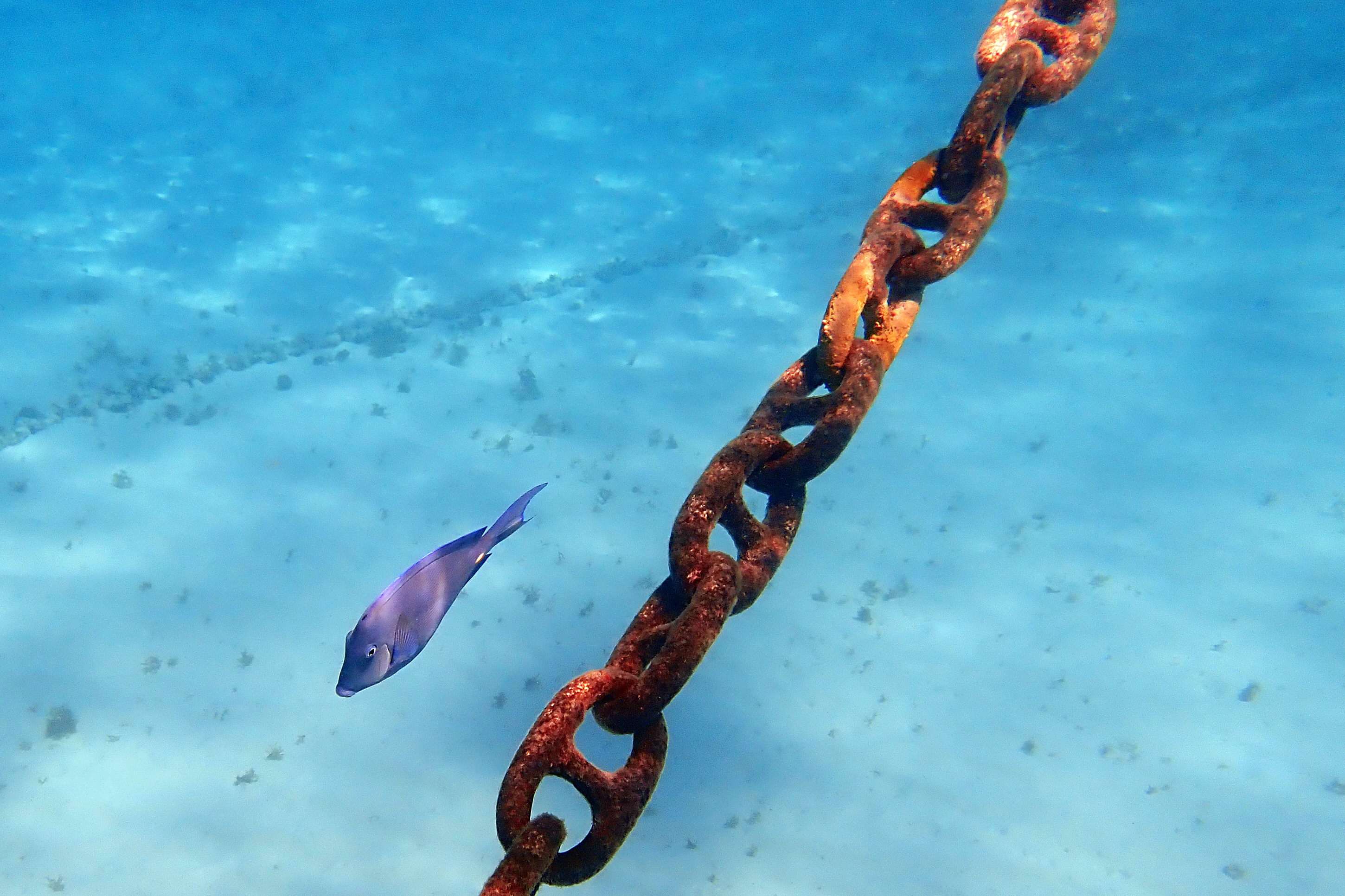2018-01-24 - 11-53-00 - Klein Curacao - Ankerkette & Fisch